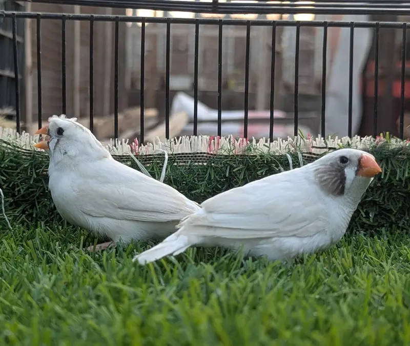 Finches mutation for sale — photo 3