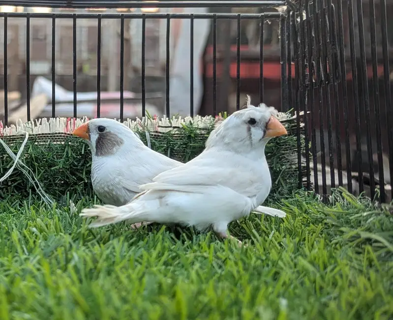 Finches mutation for sale — photo 4