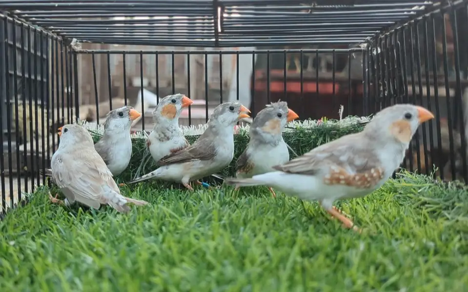 Finches mutation for sale — photo 5