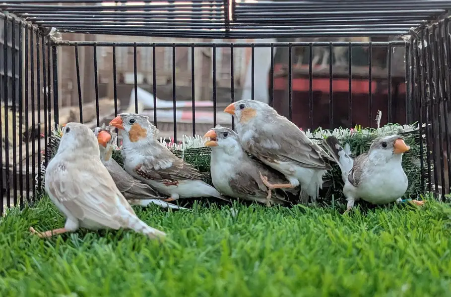 Finches mutation for sale — photo 6