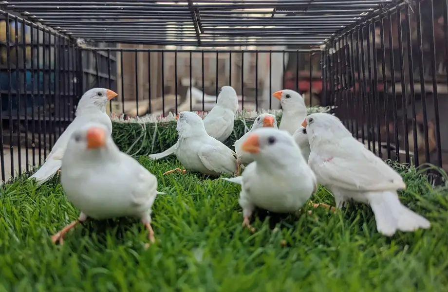 Finches mutation for sale — photo 7