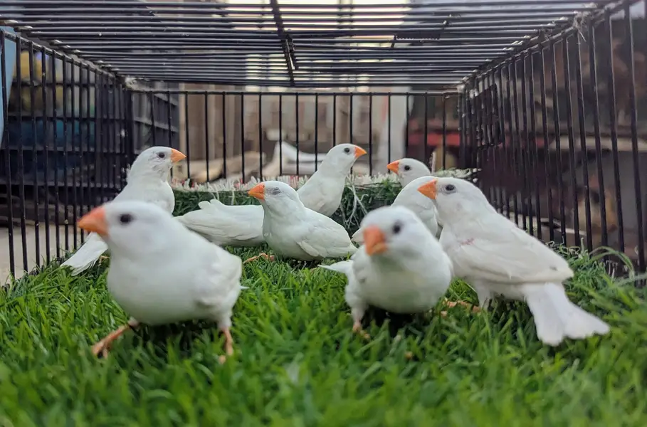Finches mutation for sale — photo 8