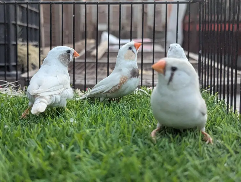 Finches mutation for sale — photo 9