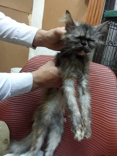 Want to sale my cat urgent very calm and wel mannered