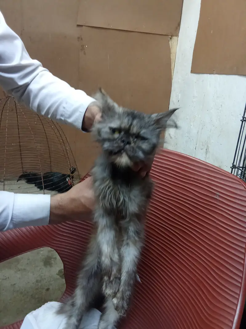 Want to sale my cat urgent very calm and wel mannered — photo 2