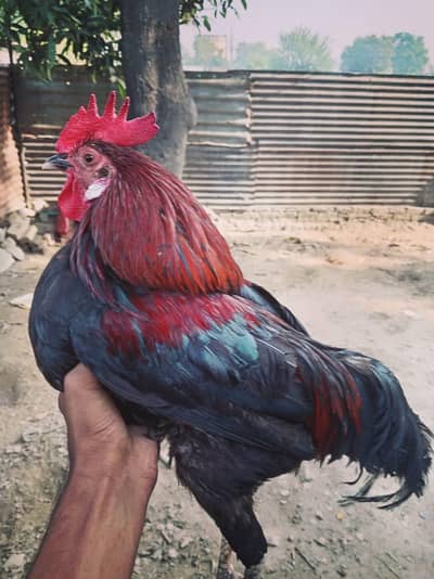 Urgent sell  beautiful breedar Male for sale 2500 responsible price.
