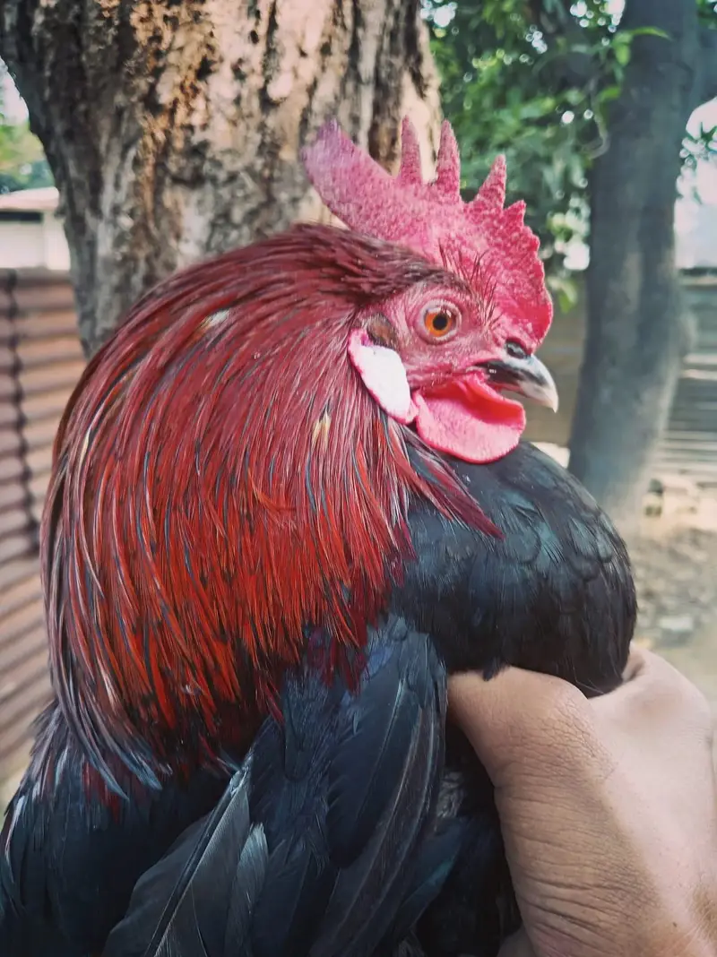 Urgent sell  beautiful breedar Male for sale 2500 responsible price. — photo 2