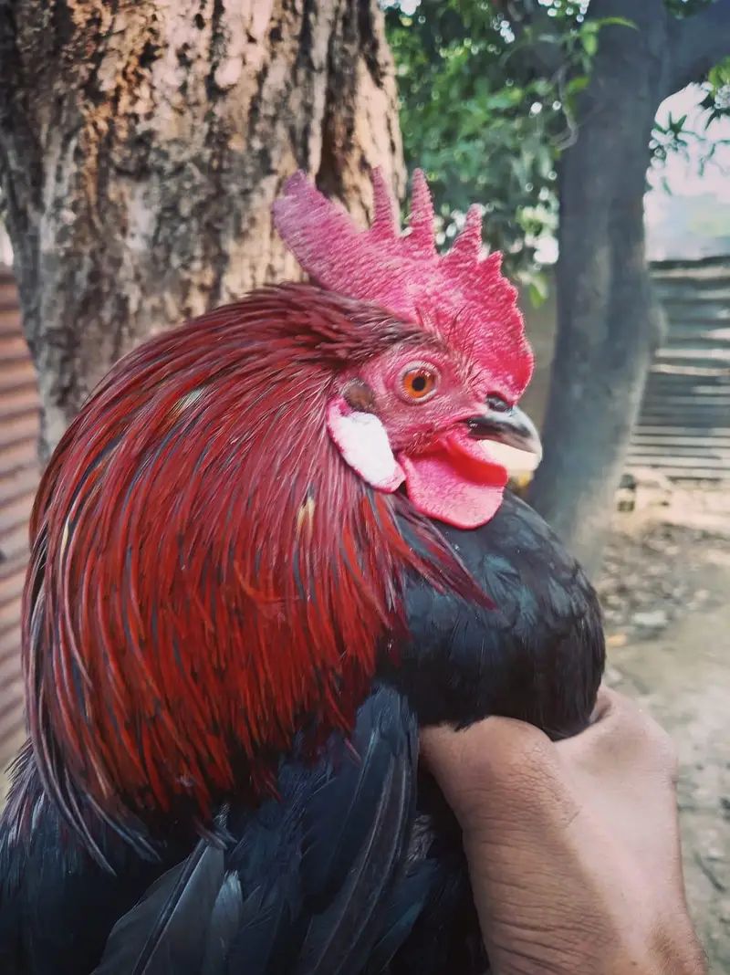 Urgent sell  beautiful breedar Male for sale 2500 responsible price. — photo 3