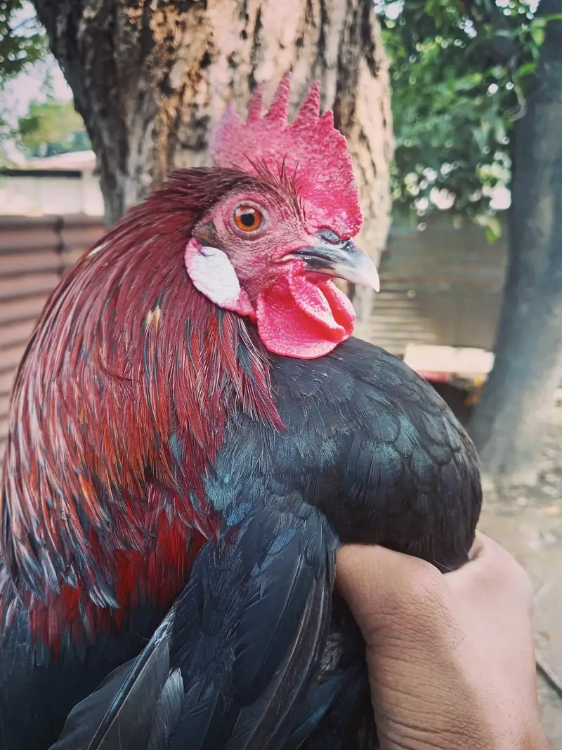 Urgent sell  beautiful breedar Male for sale 2500 responsible price. — photo 5