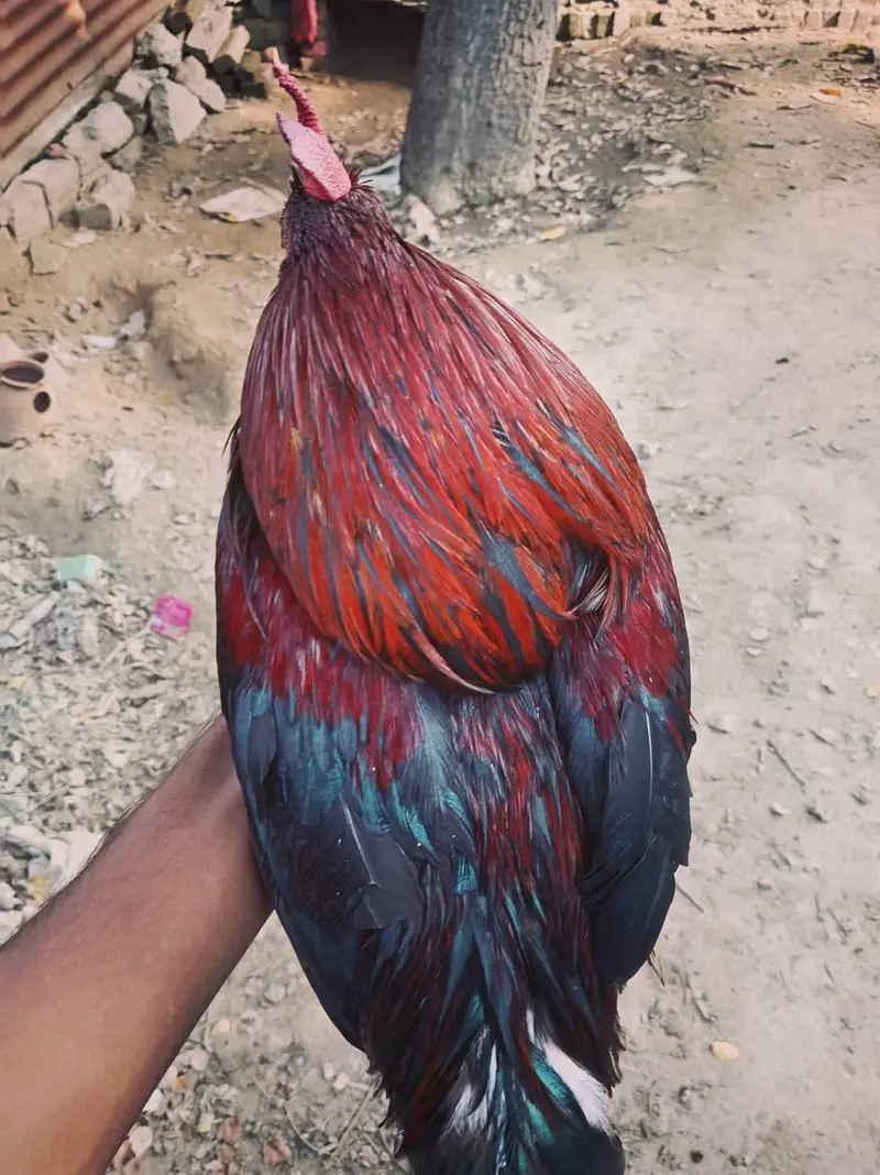 Urgent sell  beautiful breedar Male for sale 2500 responsible price. — photo 6