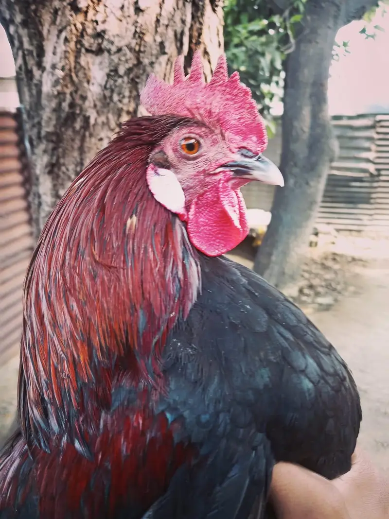 Urgent sell  beautiful breedar Male for sale 2500 responsible price. — photo 7