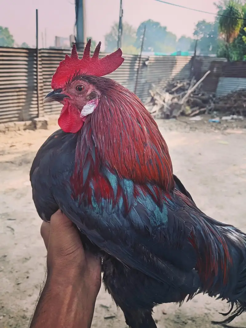 Urgent sell  beautiful breedar Male for sale 2500 responsible price. — photo 8