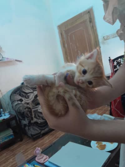 selling 2 month old Persian ginger and tabby cats