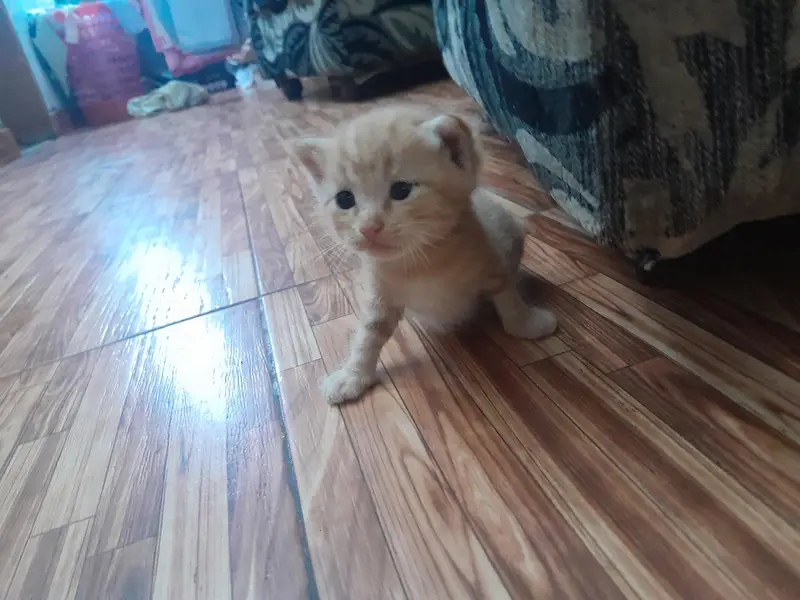 selling 2 month old Persian ginger and tabby cats — photo 2