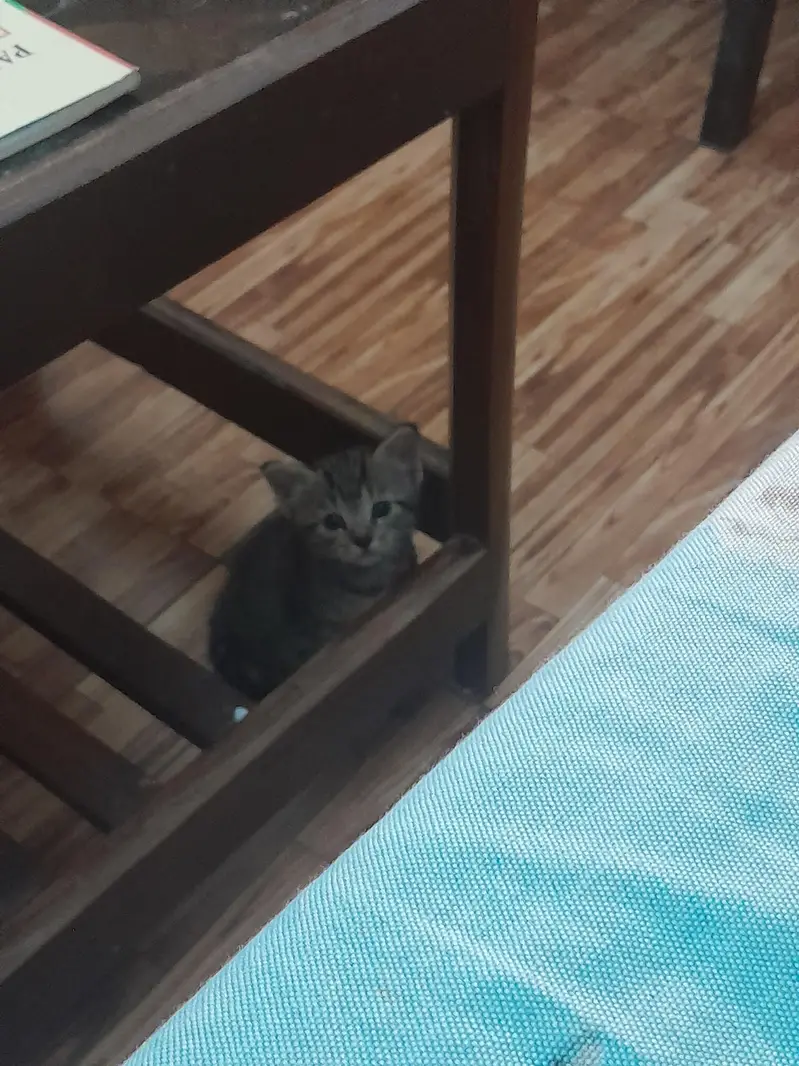 selling 2 month old Persian ginger and tabby cats — photo 3