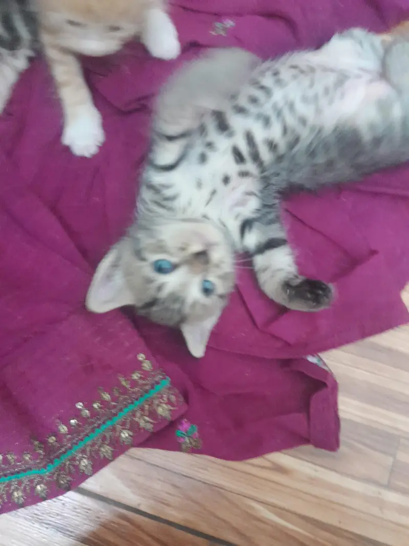 selling 2 month old Persian ginger and tabby cats — photo 4
