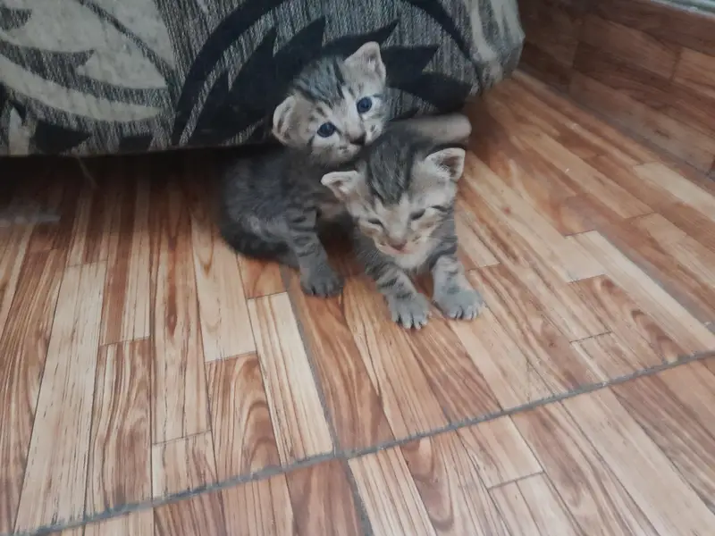 selling 2 month old Persian ginger and tabby cats — photo 5