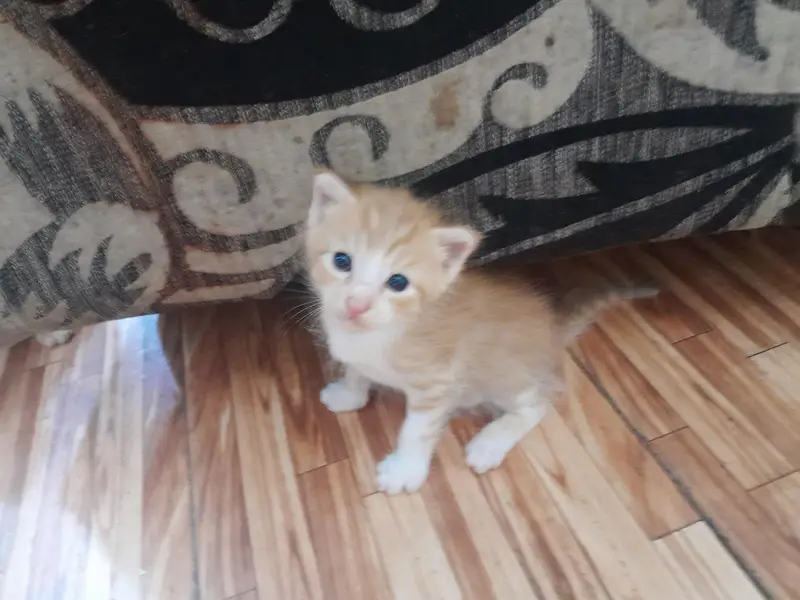 selling 2 month old Persian ginger and tabby cats — photo 6