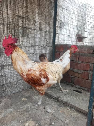 Golden misri Hen pair