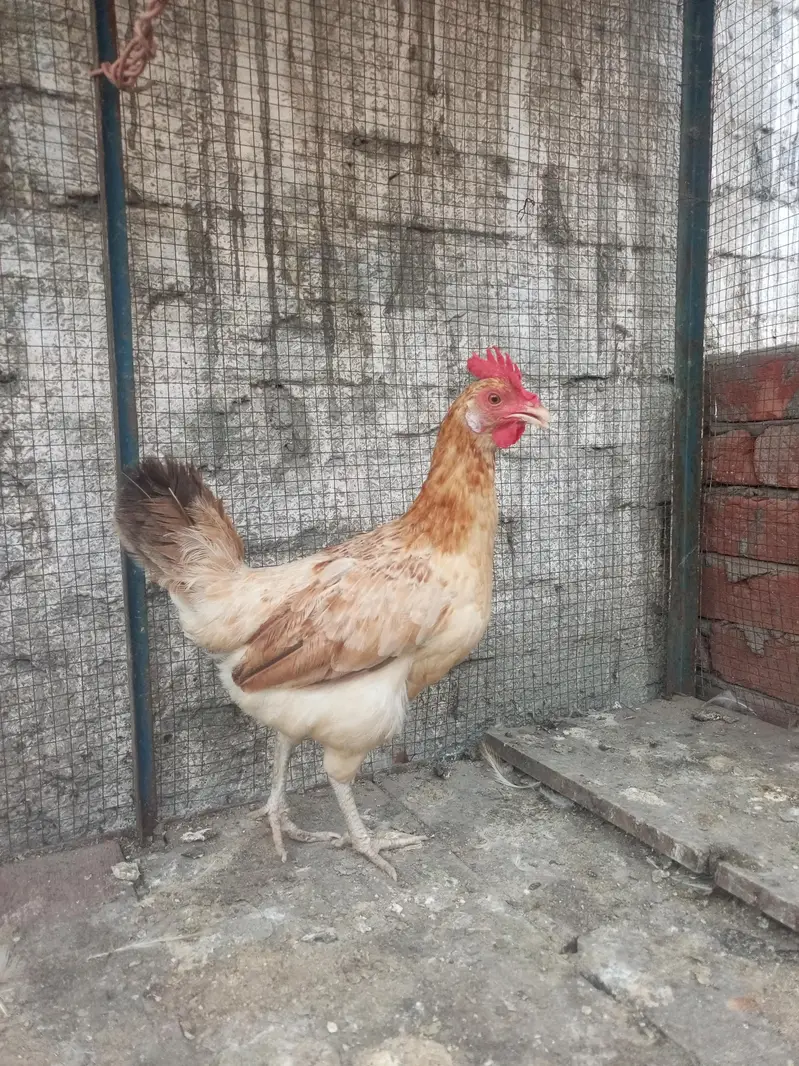 Golden misri Hen pair — photo 2