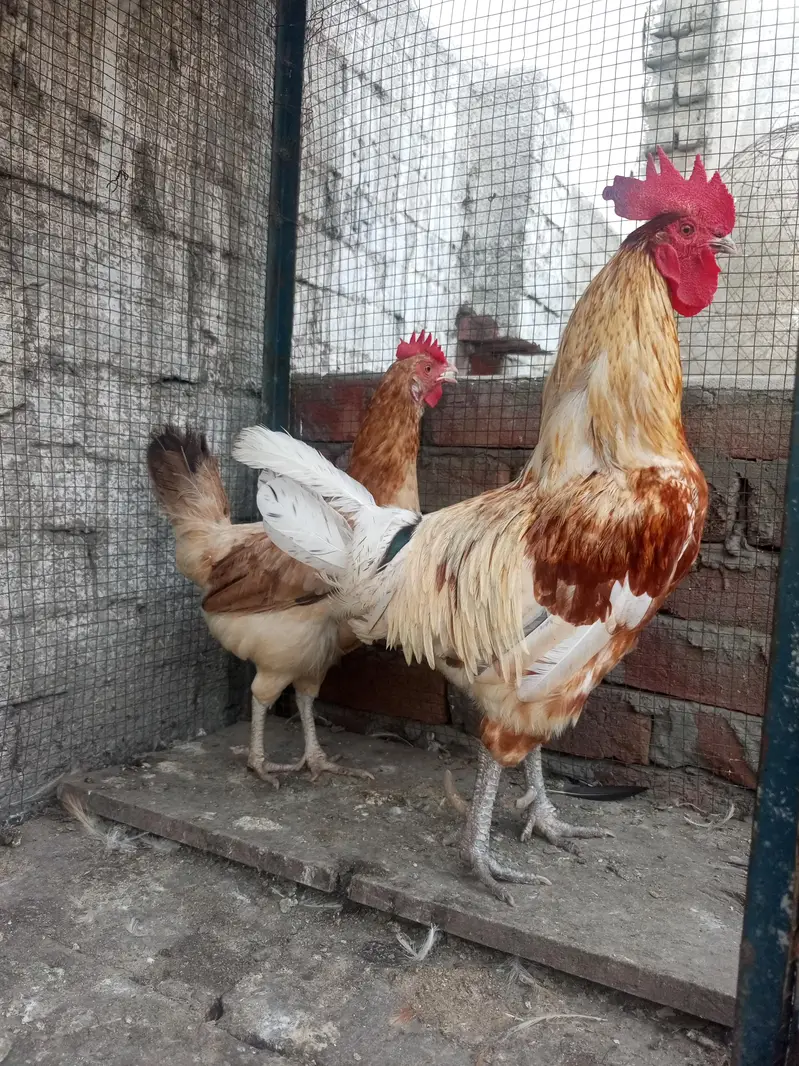 Golden misri Hen pair — photo 3