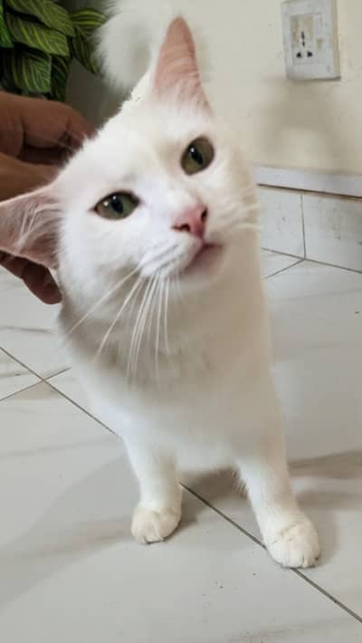 Persian cat for adoption