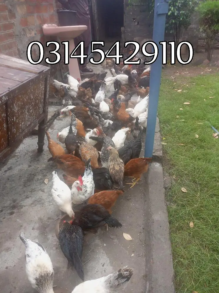 golden mesri 03145429110 — photo 4
