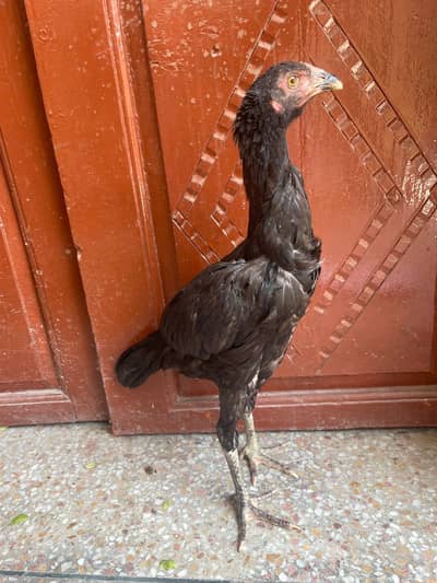 Aseel Thai 2 hens