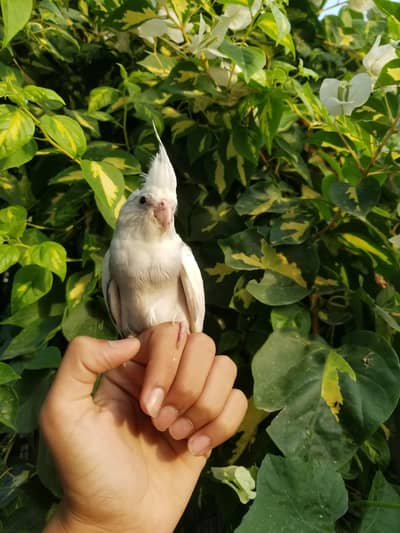 all bird available sale num 03008408524