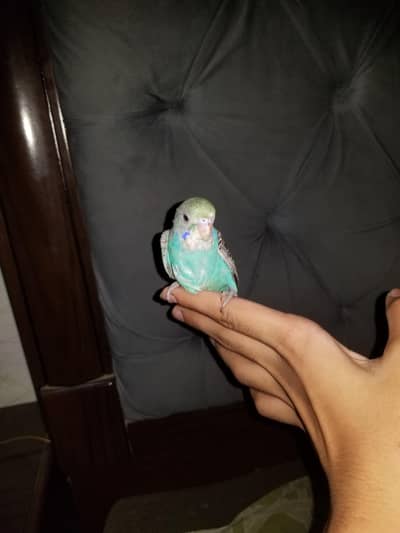 all bird available sale num 03008408524