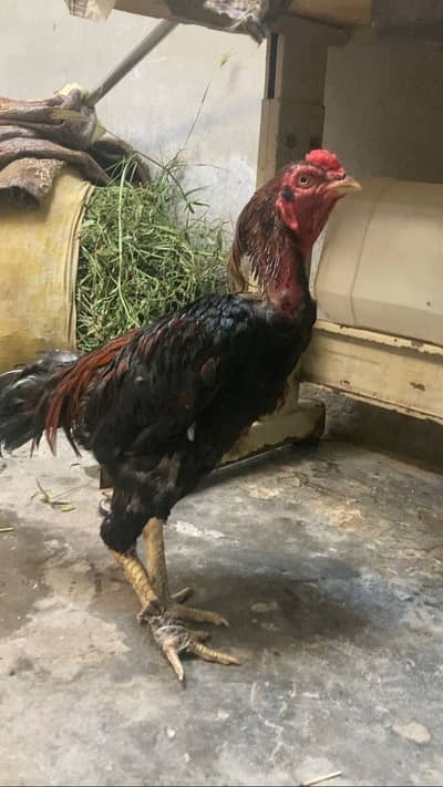 For sell aseell murga