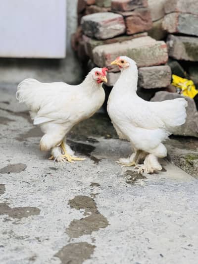 Fancy Hen pair Urgent sale Helthy and Active