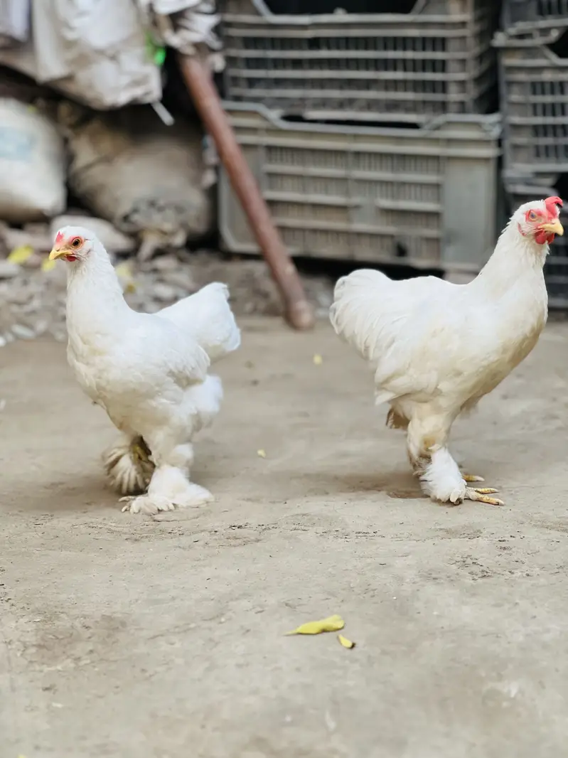 Fancy Hen pair Urgent sale Helthy and Active — photo 2