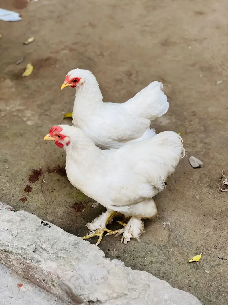 Fancy Hen pair Urgent sale Helthy and Active — photo 4