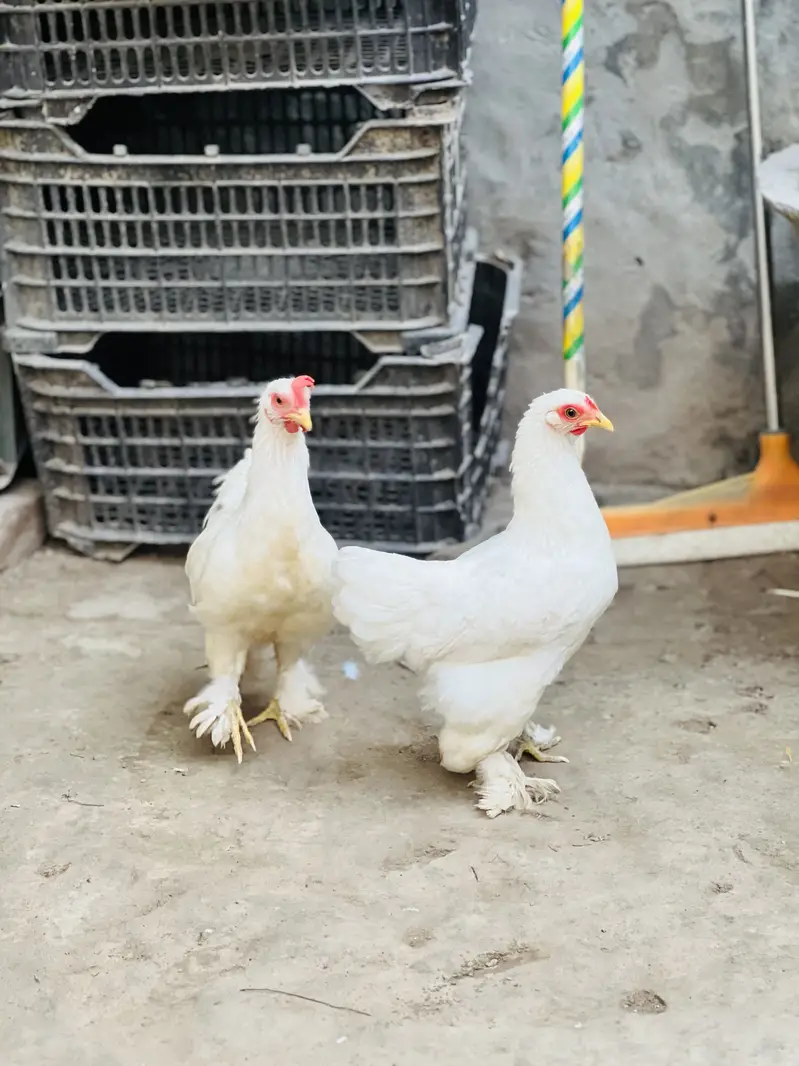 Fancy Hen pair Urgent sale Helthy and Active — photo 6