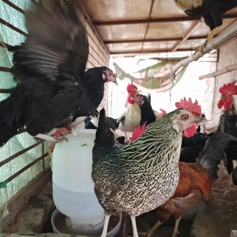 100% Fertile or Desi Eggs | Golden Desi Rooster | Desi Chicks for Sale — photo 10