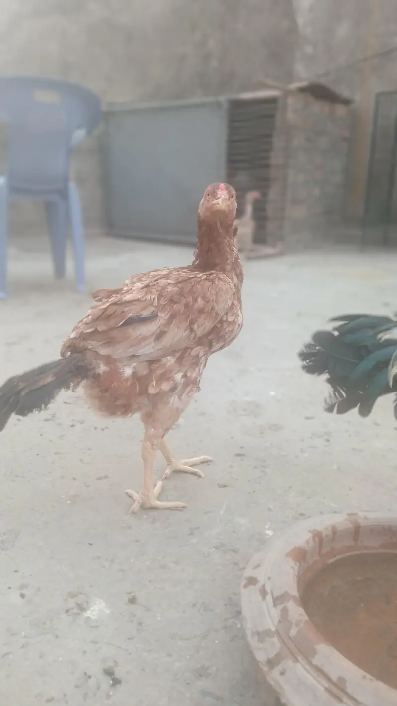 2 Aseel Murgiya egg laying — photo 2