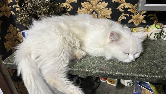 Persian cat white color triple cot