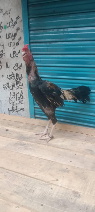 Pakistani pair available