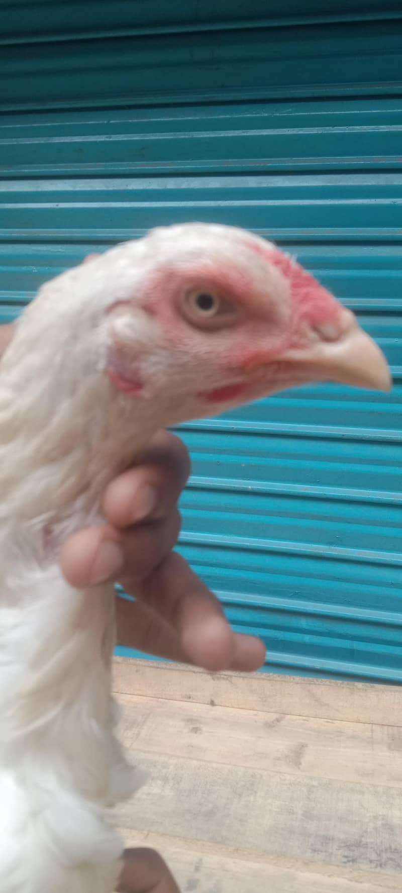 Pakistani pair available 1