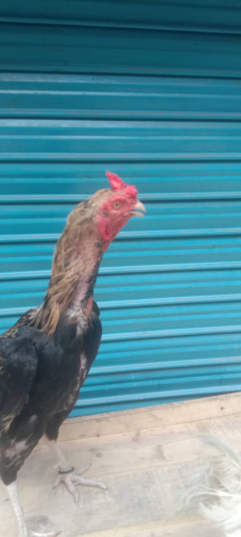 Pakistani pair available 2