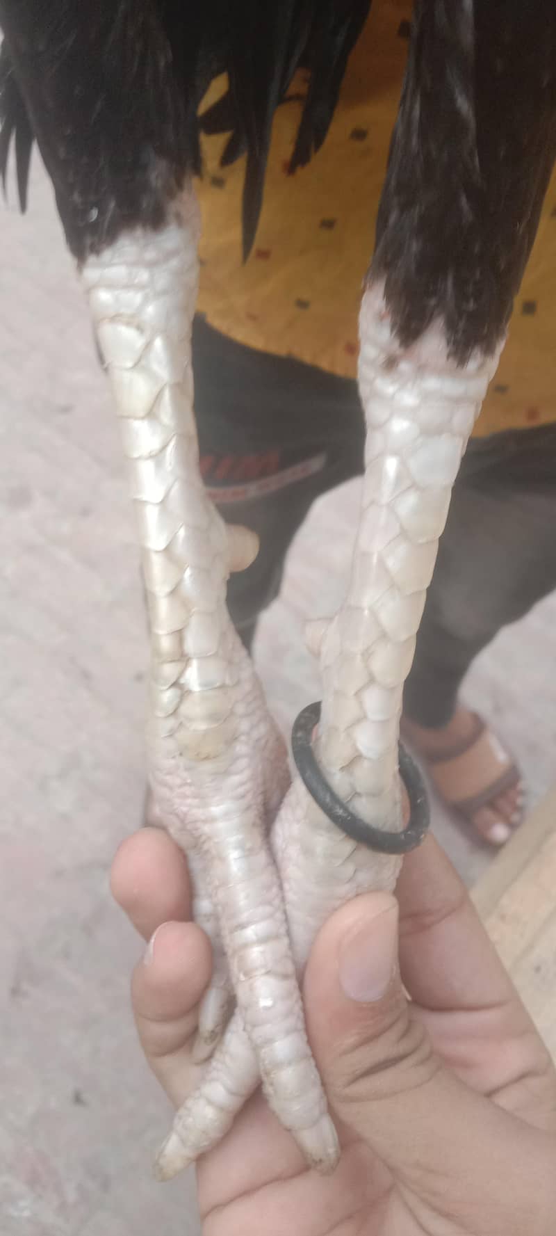Pakistani pair available 3