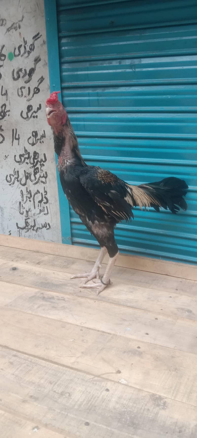 Pakistani pair available 4