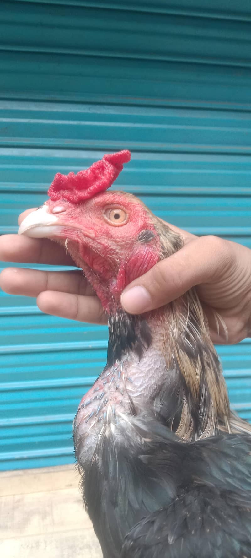 Pakistani pair available 5