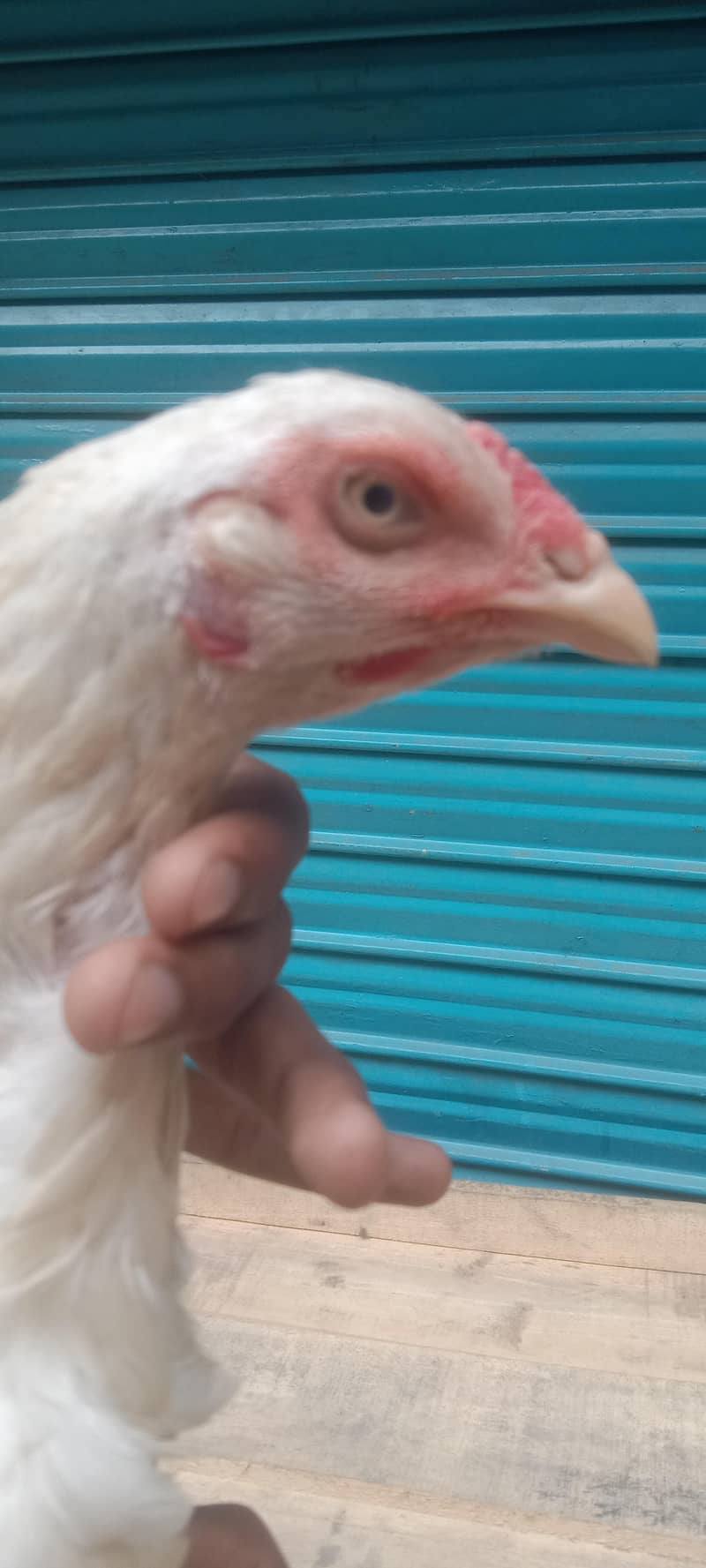 Pakistani pair available 6