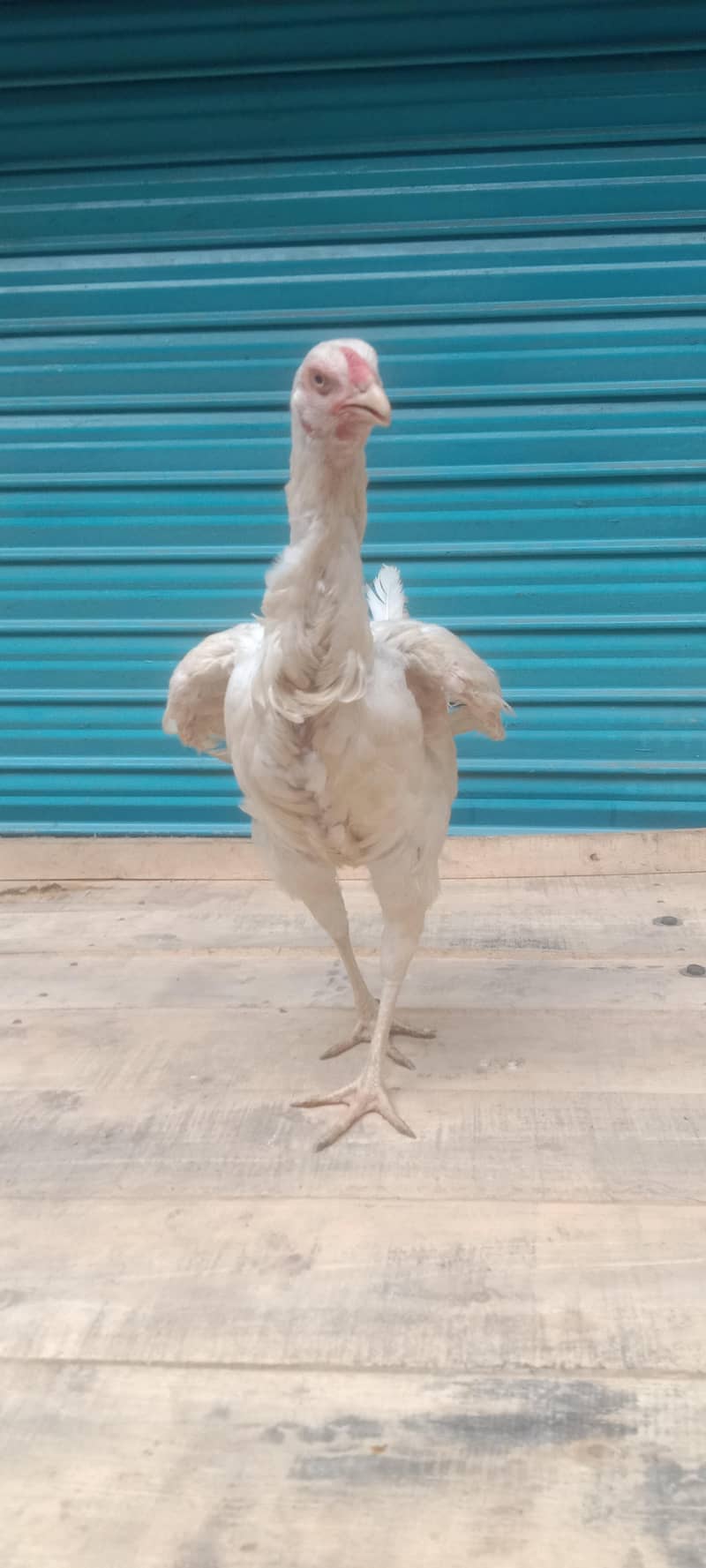 Pakistani pair available 7