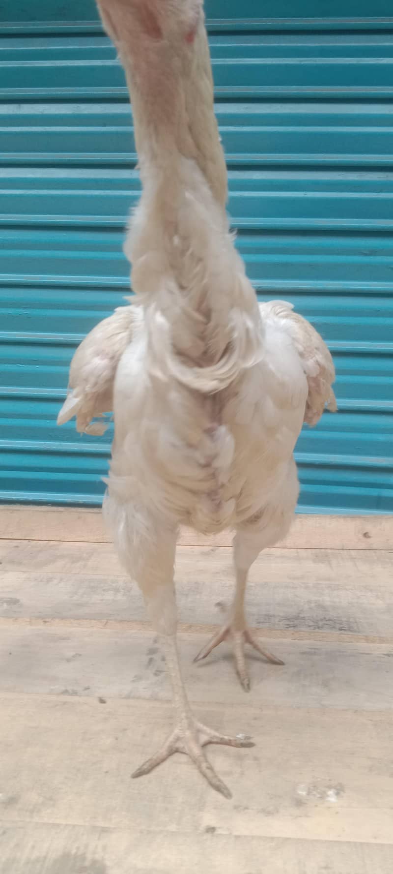 Pakistani pair available 8