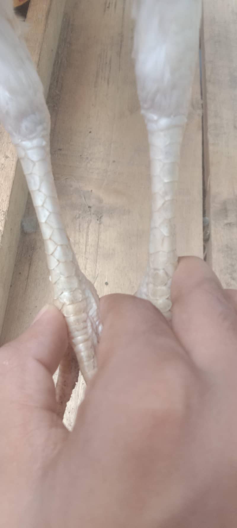 Pakistani pair available 9
