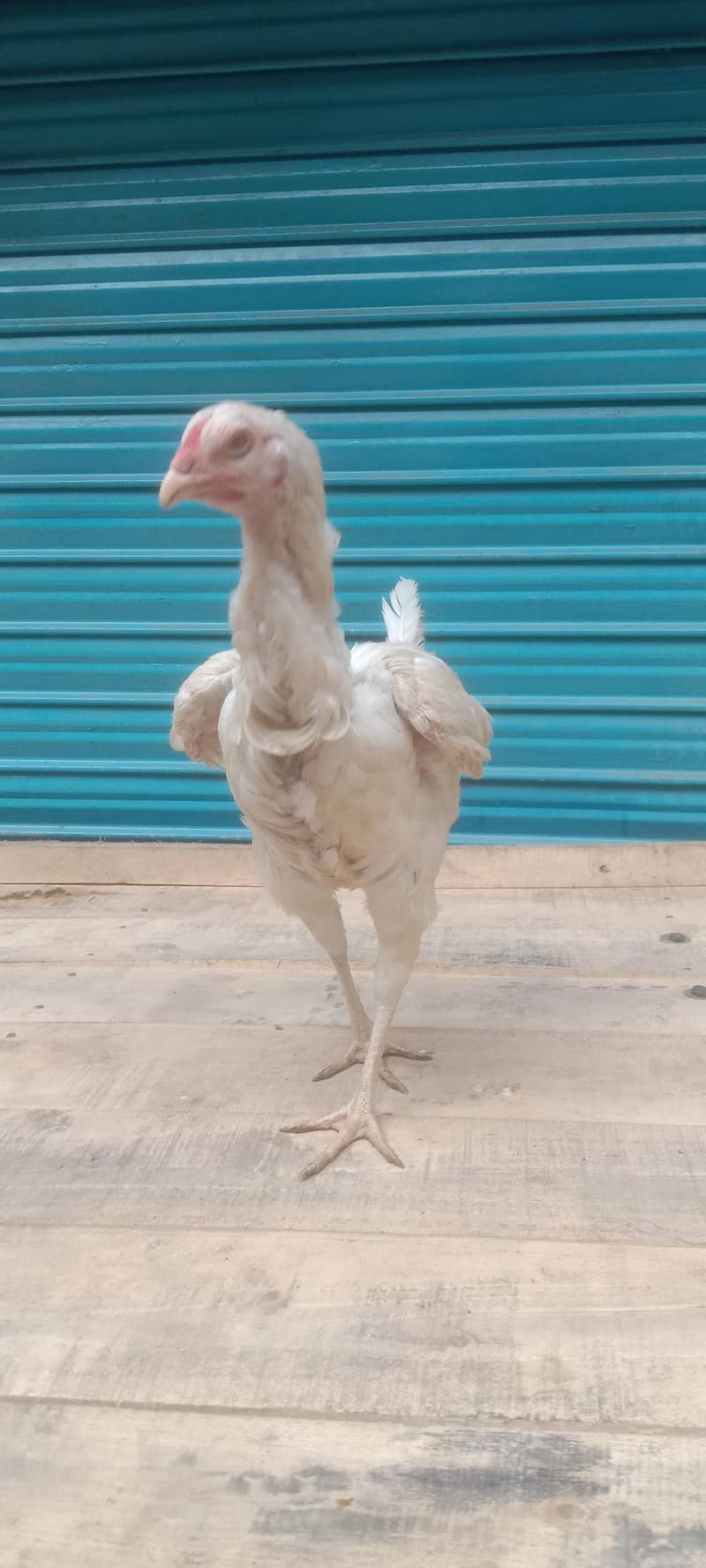 Pakistani pair available 10