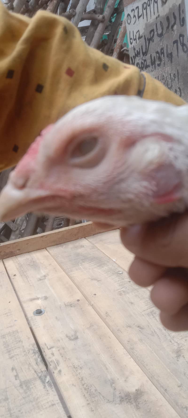 Pakistani pair available 11